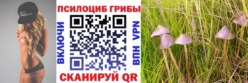 купить  сайты  Ковров  Галлюциногенные грибы мицелий 